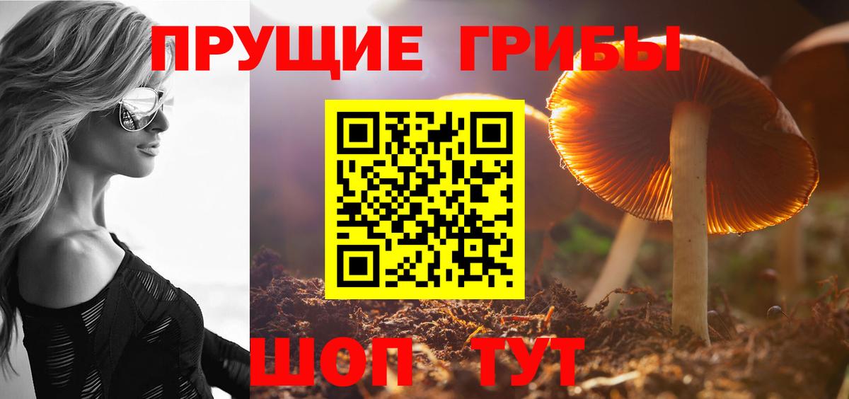 Псилоцибиновые грибы Psilocybine cubensis Саров